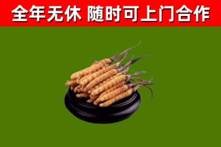 平顺县回收散虫草